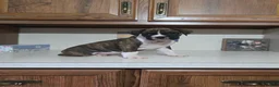 Boxer dogs for sale: Denver - Ad 4