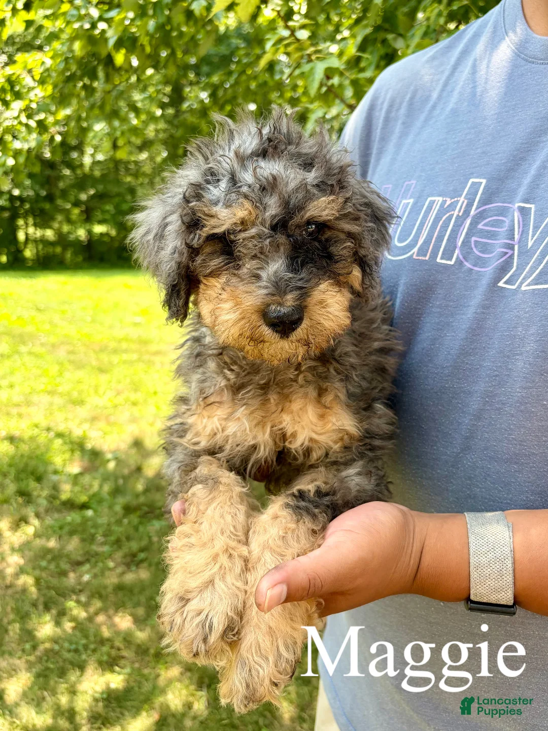 Mixed Breed dogs for sale: Maggie - Ad 1