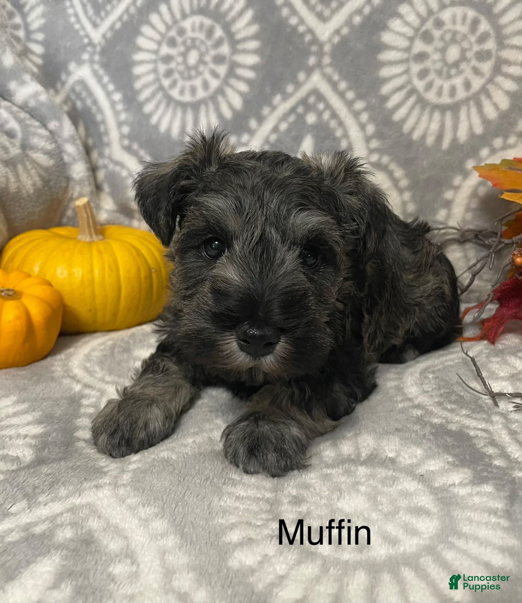 Miniature Schnauzer dogs for sale: Miniature Schnauzer 1 - Ad 1