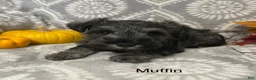 Miniature Schnauzer dogs for sale: Miniature Schnauzer 1 - Ad 5