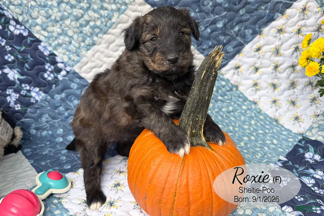 Sheltiedoodle dogs for sale: Roxie - Ad 2