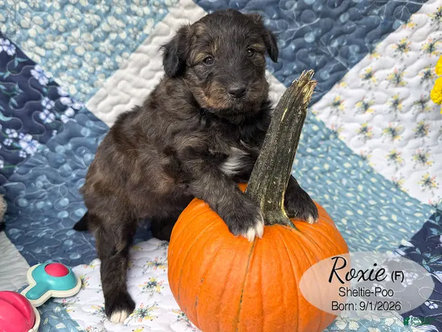 Sheltiedoodle dogs for sale: Roxie - Ad 2