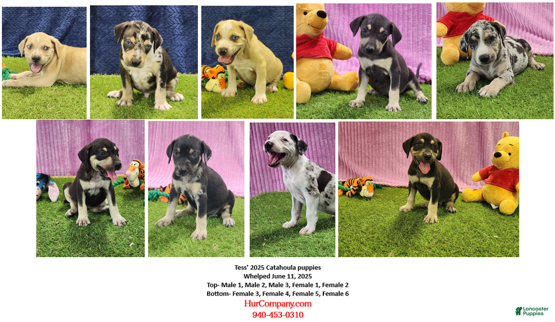 Catahoula Leopard Dog dogs for sale: Tess 2025 Female 4 - Ad 15