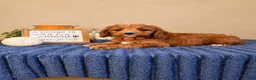 Cavapoo dogs for sale: George  - Ad 1