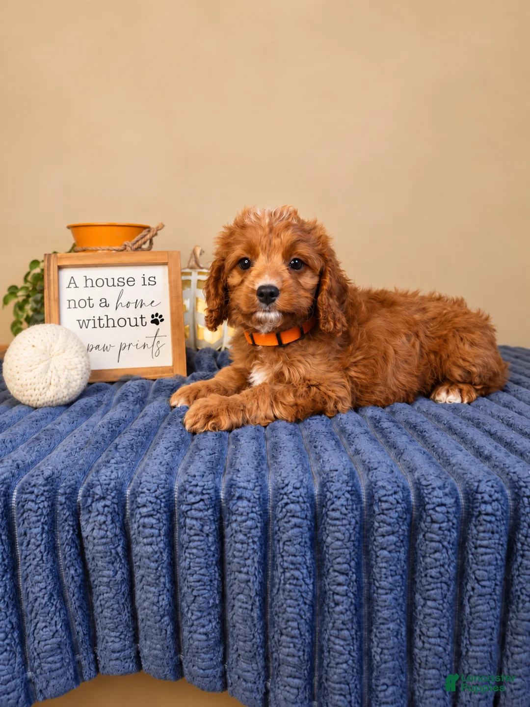 Cavapoo dogs for sale: George  - Ad 1