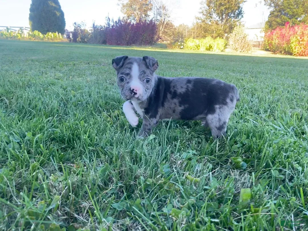 Boston Terrier dogs for sale: Buddy - Ad 1