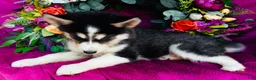 Siberian Husky dogs for sale: Kodiak - Ad 7