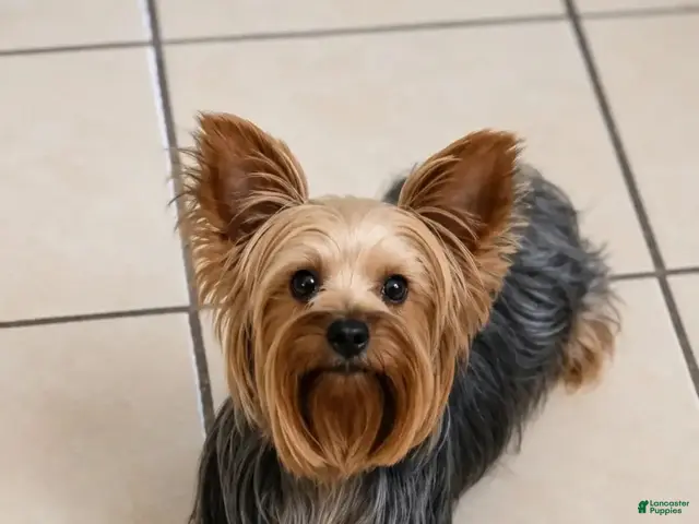 Yorkshire Terrier dogs for sale: Yorkshire Terrier 2 - Ad 2