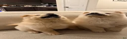 Chow Chow dogs for sale: Ozzy - Ad 3