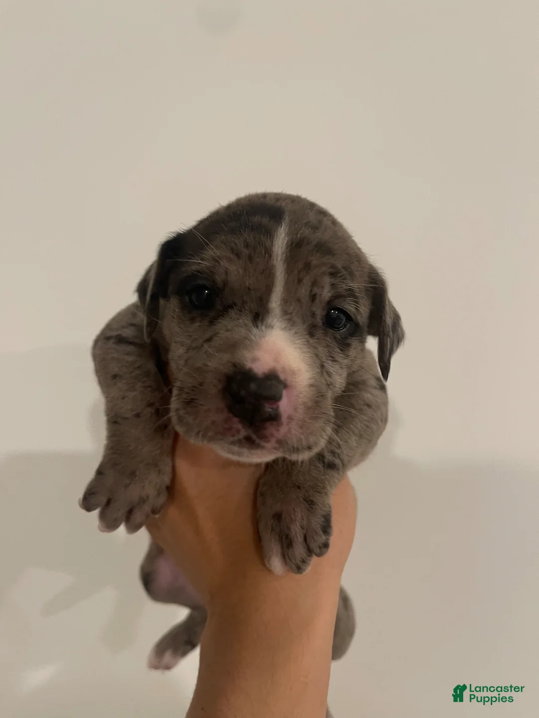 American Bully dogs for sale: Coon - Ad 2