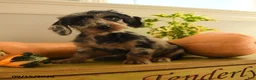 Doxiepoo dogs for sale: Autumn - Ad 3