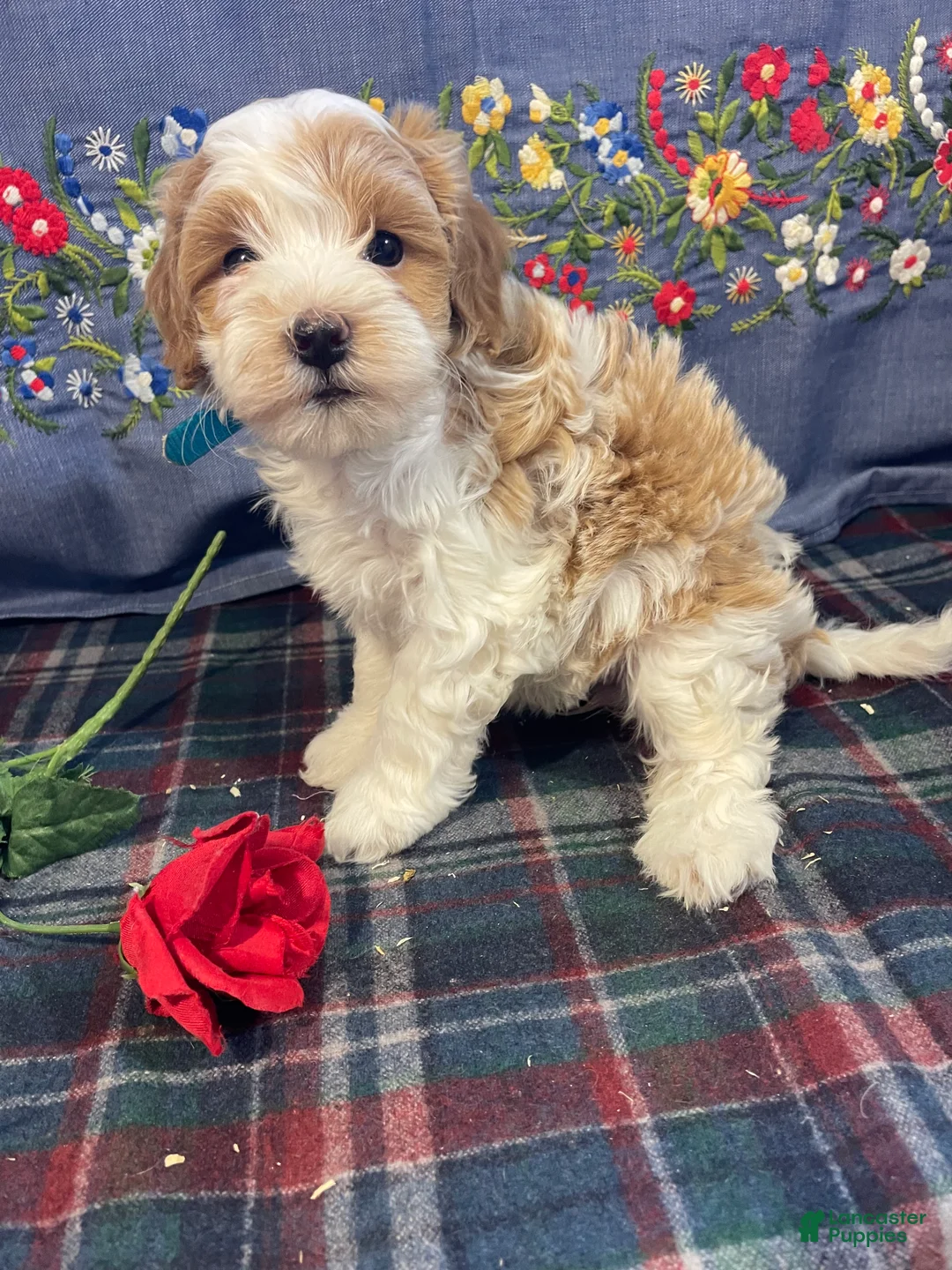 Havapoo dogs for sale: Star - Ad 4