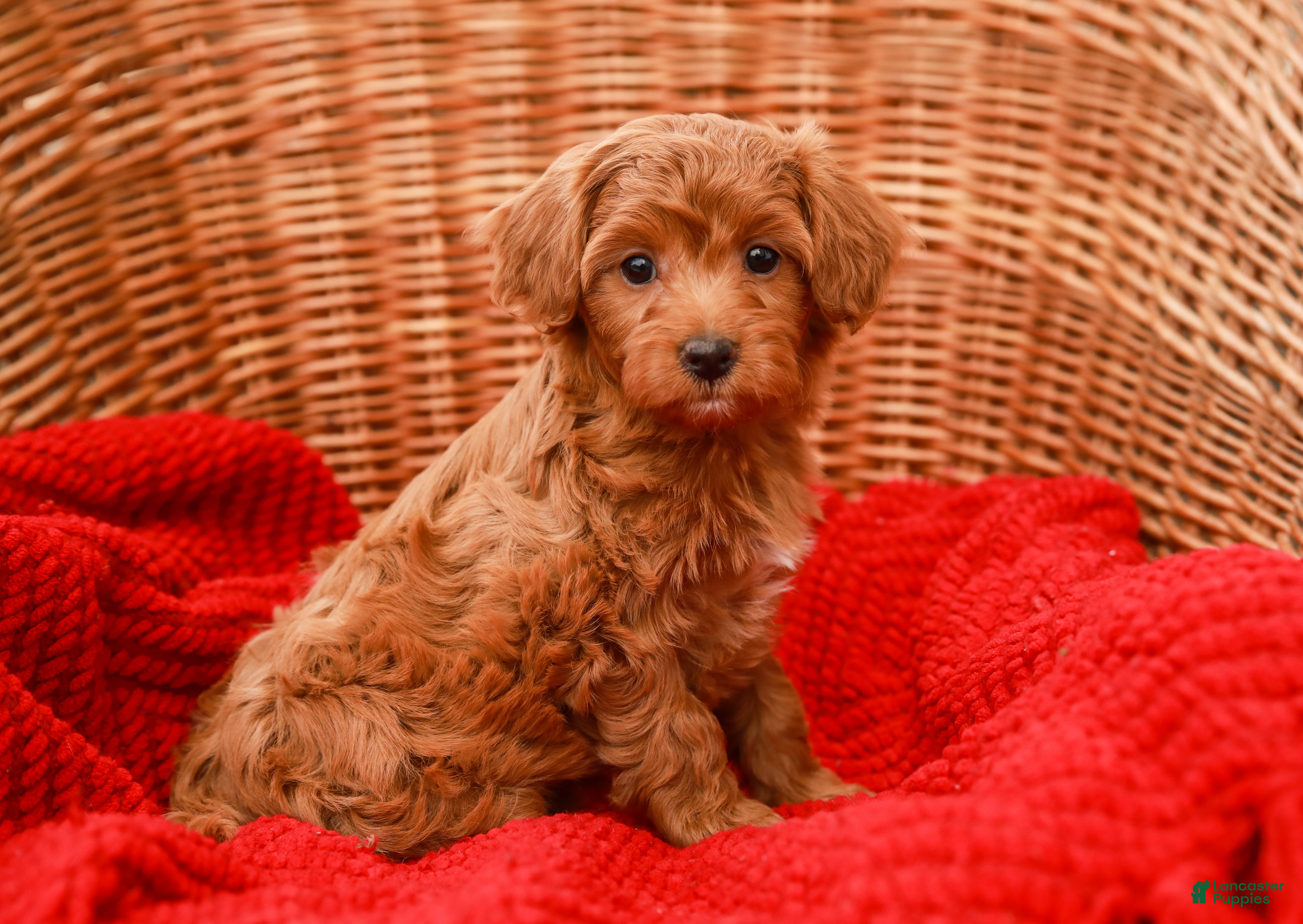 Havapoo dogs Bridgette - Ad 12