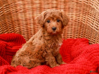 Havapoo dogs Bridgette - Ad 12