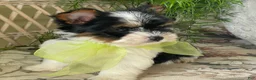 Biewer Terrier dogs for sale: Waldo - Ad 3