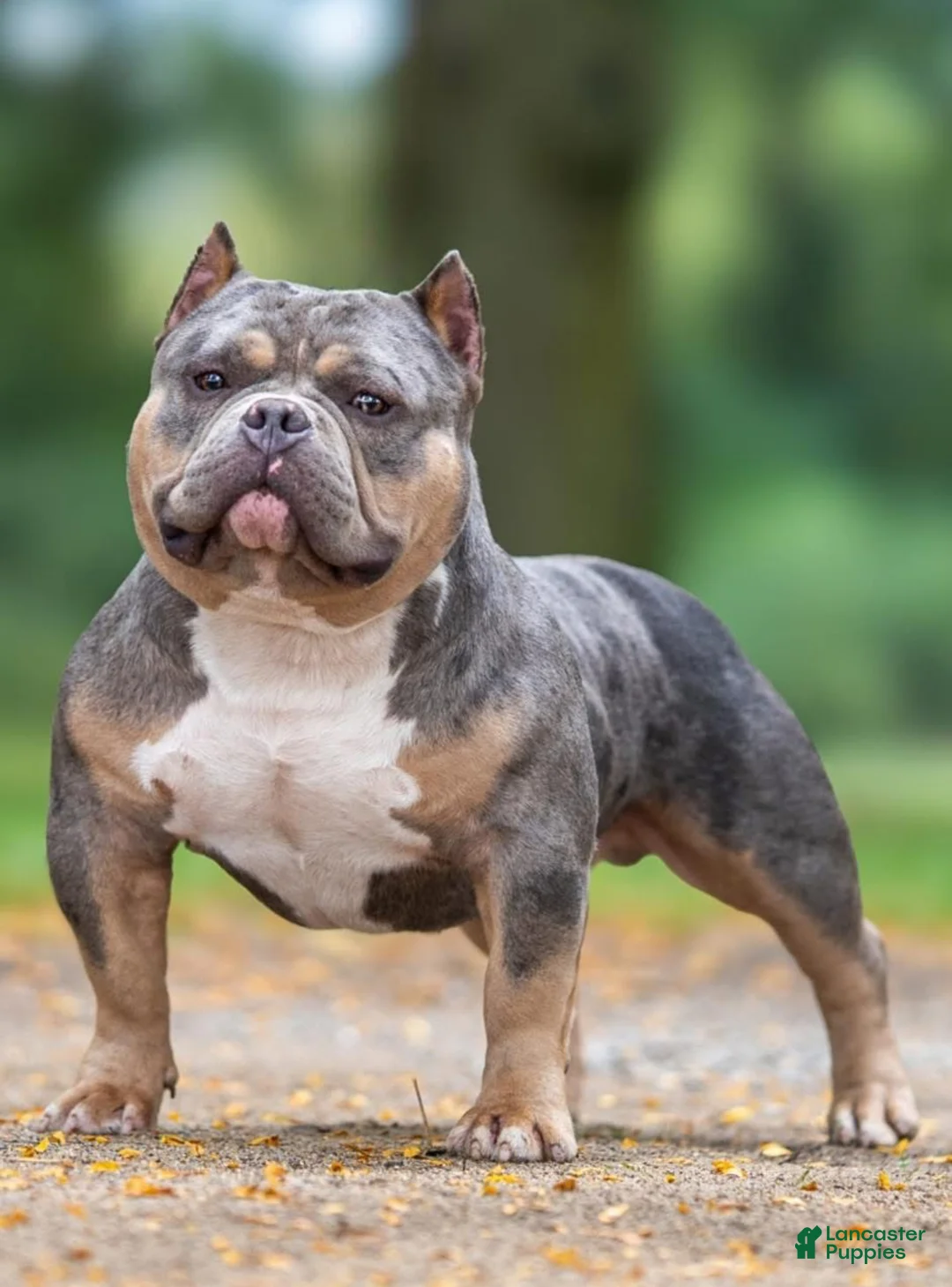 American Bully dogs for sale: American Bully Puppy 1 - Ad 14