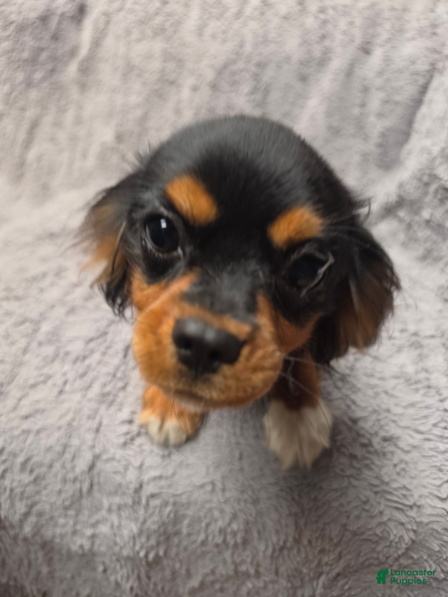 Cavalier King Charles Spaniel dogs Cavalier King Charles Spaniel 4 - Ad 8