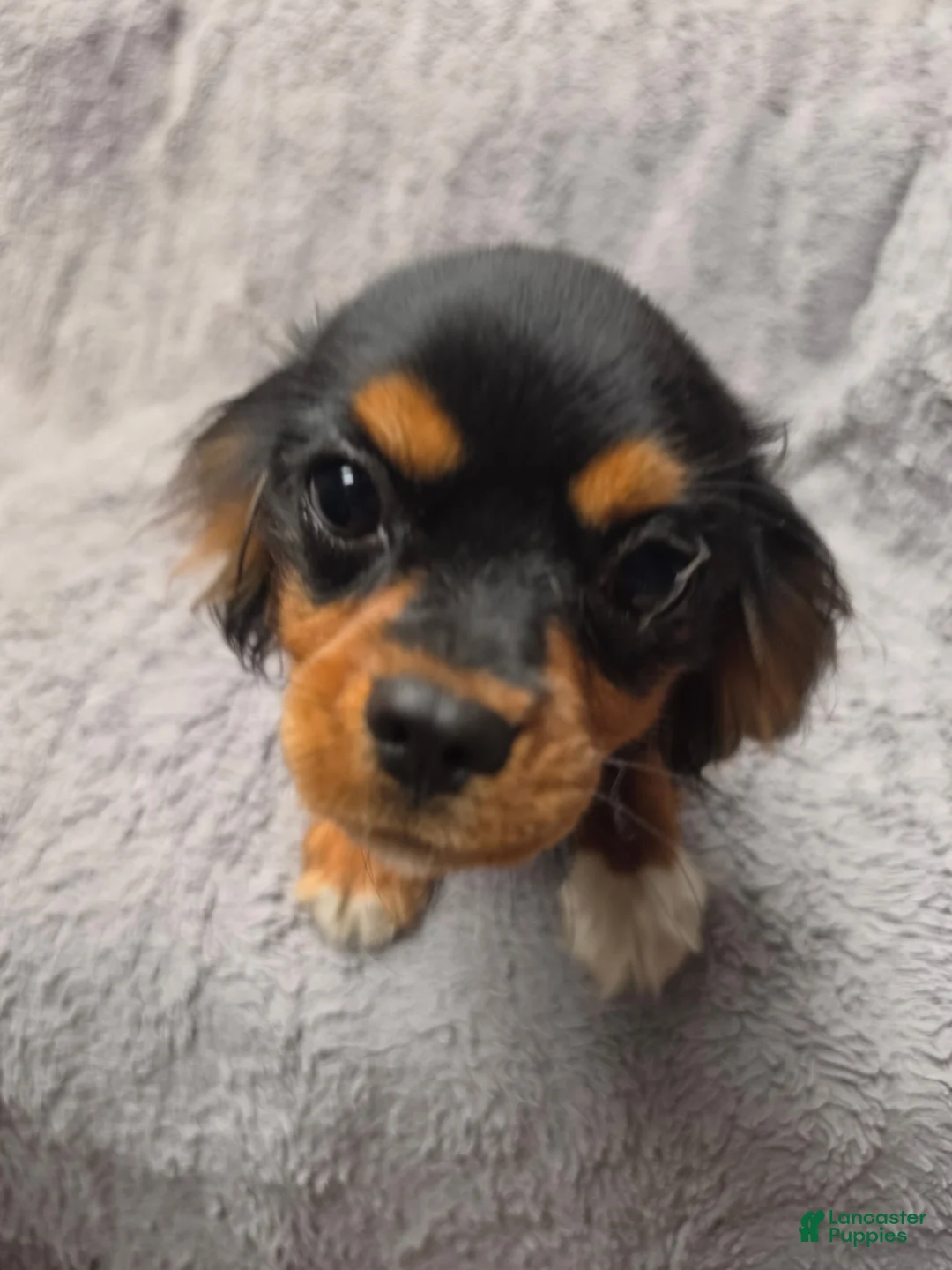 Cavalier King Charles Spaniel dogs for sale: Cavalier King Charles Spaniel 4 - Ad 1