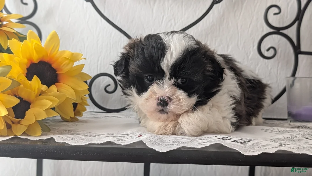 Teddy Bear dogs for sale: Ivy - Ad 4