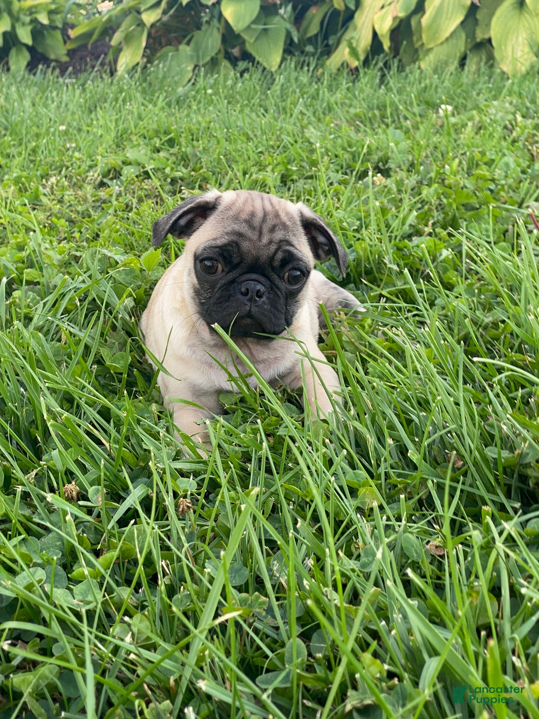 Pug dogs for sale: Peaches  - Ad 4