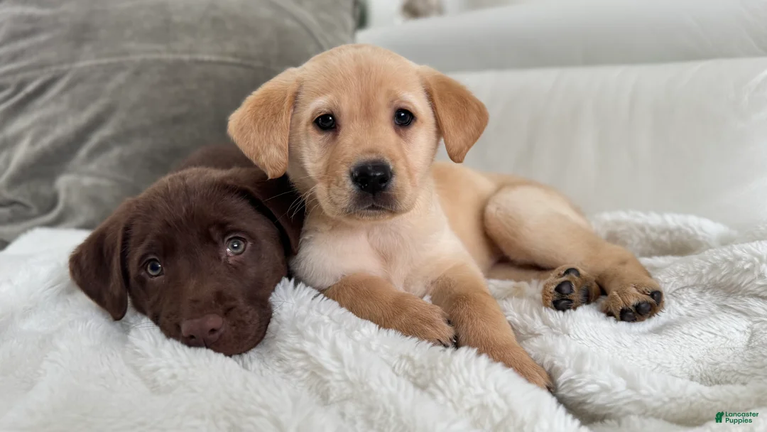 Labrador Retriever dogs for sale: Daisy - Ad 2