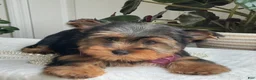 Yorkshire Terrier dogs for sale: Flo - Ad 5