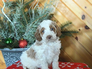 Mini Goldendoodle dogs Stella - Ad 42