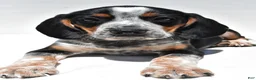 Beagle dogs for sale: Roger - Ad 5