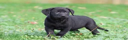 Labrador Retriever dogs for sale: Baker - Ad 1