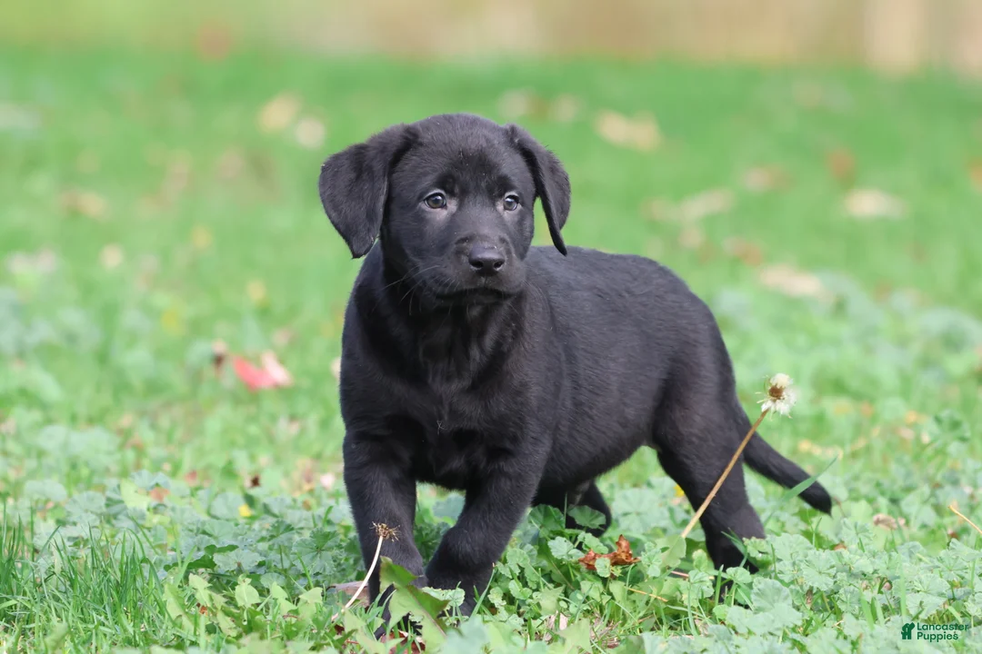 Labrador Retriever dogs for sale: Baker - Ad 1