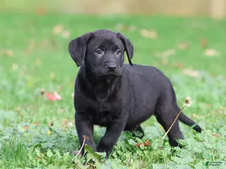 Labrador Retriever dogs Baker - Ad 6