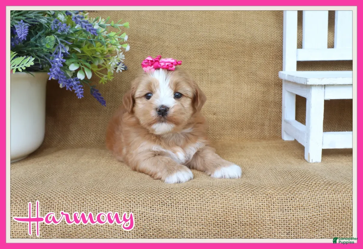 Havanese dogs Harmony - Ad 1