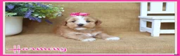 Havanese dogs for sale: Harmony - Ad 1