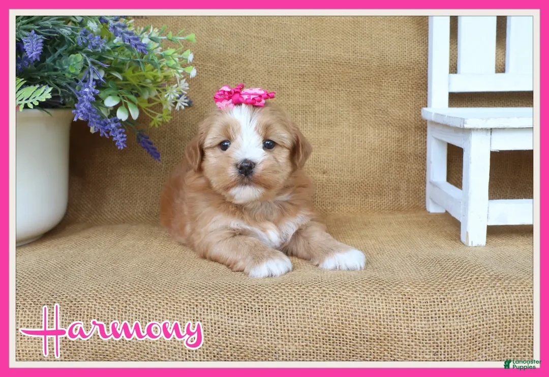 Havanese dogs for sale: Harmony - Ad 1