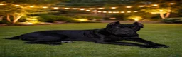 Cane Corso dogs for sale: Cane Corso 2 - Ad 2
