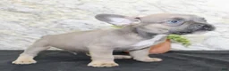 French Bulldog dogs for sale: Toby - Ad 5