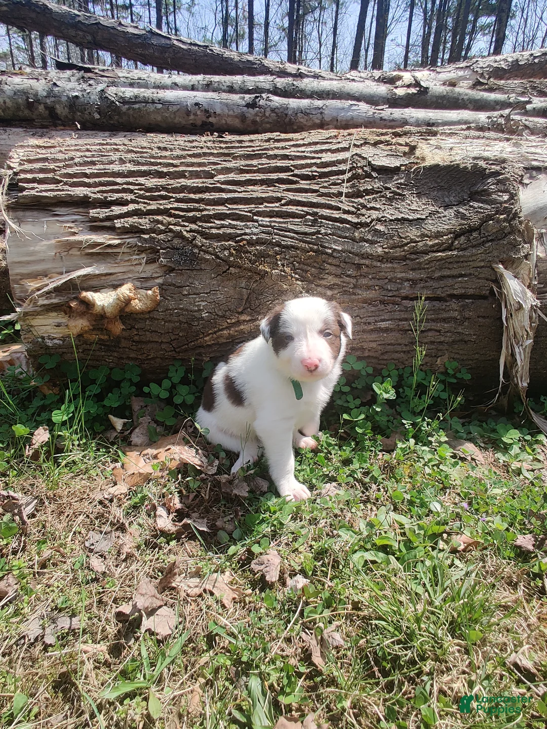 Border Collie dogs for sale: Chip - Ad 2