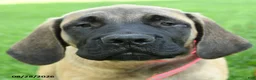 English Mastiff dogs for sale: Lily - Ad 4