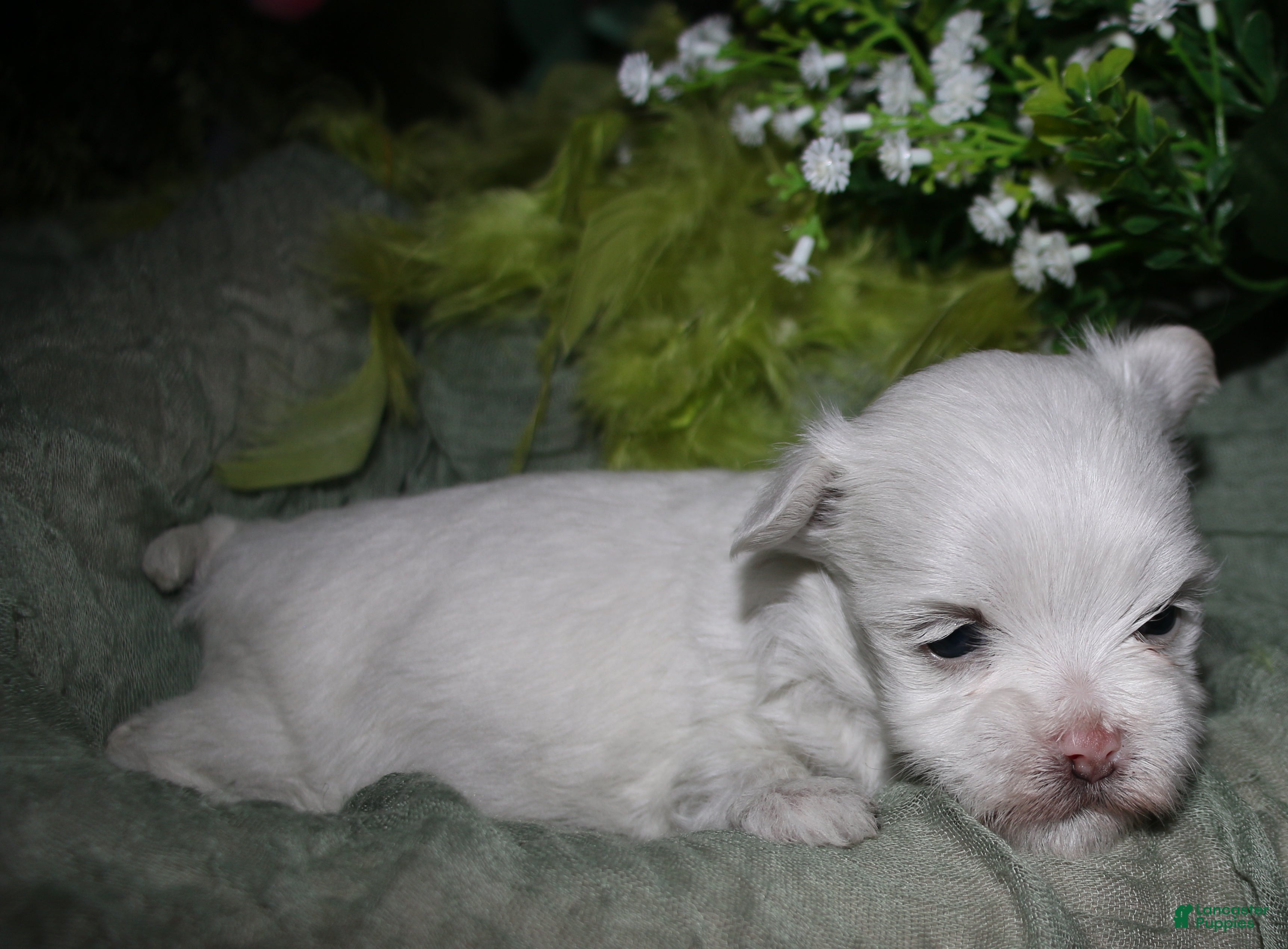 Maltese dogs for sale: Chester - Ad 1