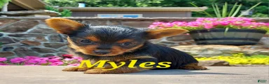 Myles