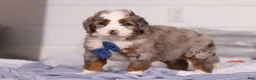 Mini Bernedoodle dogs for sale: Bojack - Ad 5