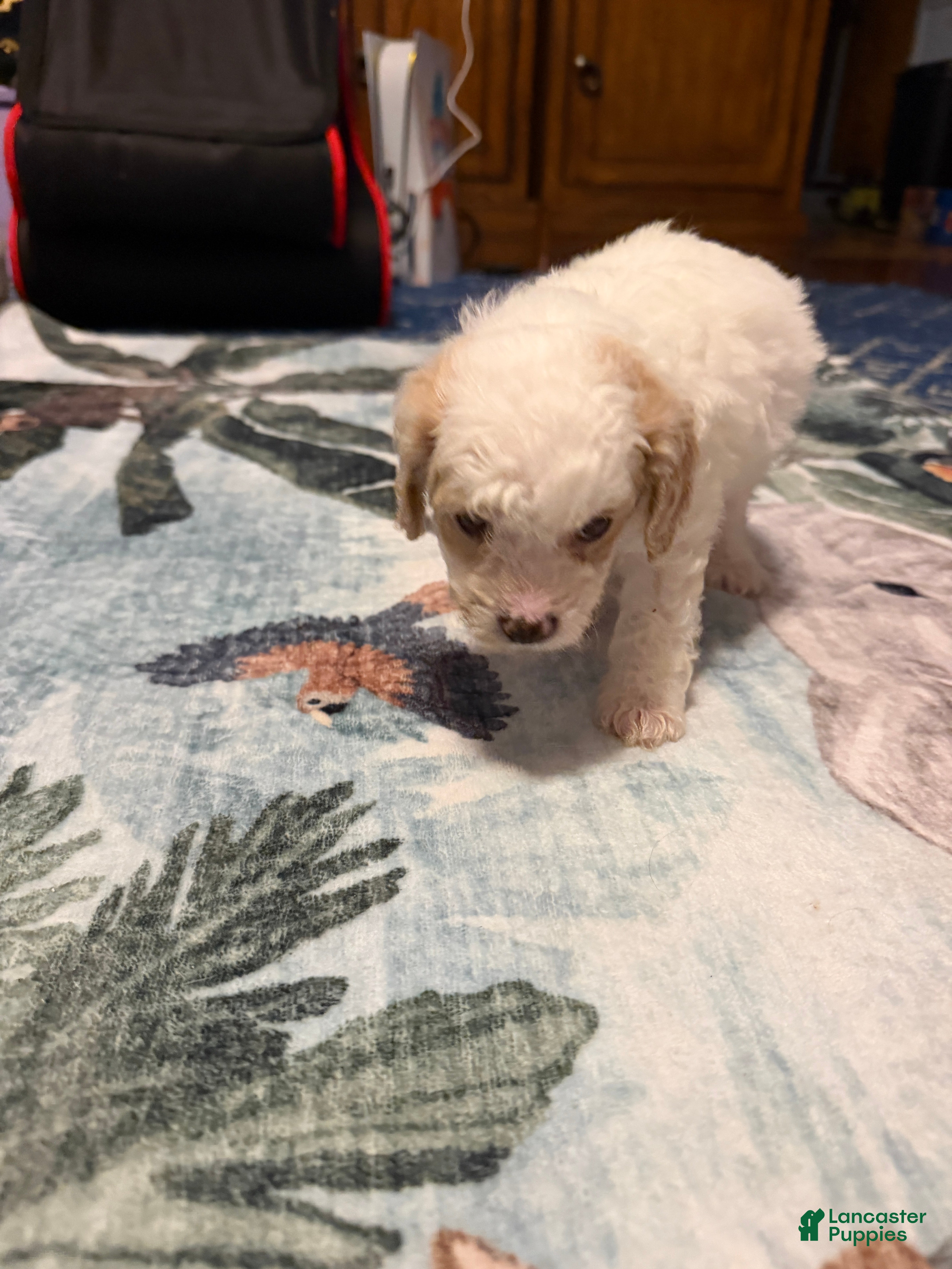 Mixed Breed dogs Tucker - Ad 3