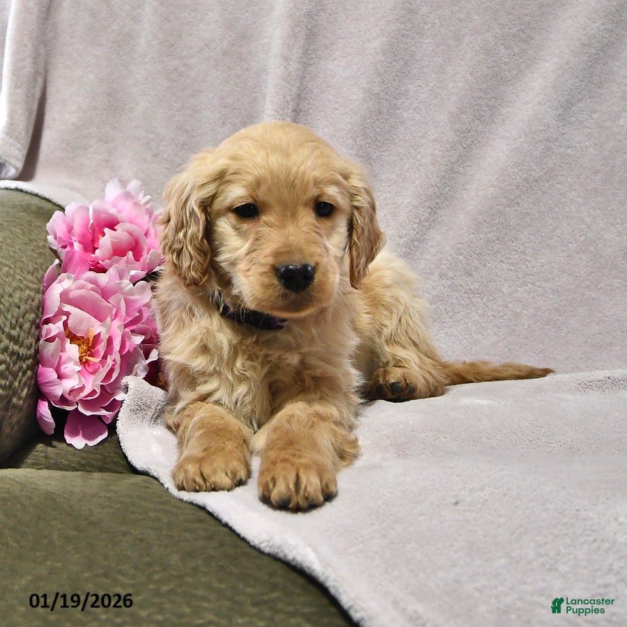 Goldendoodle dogs Heidi - Ad 5