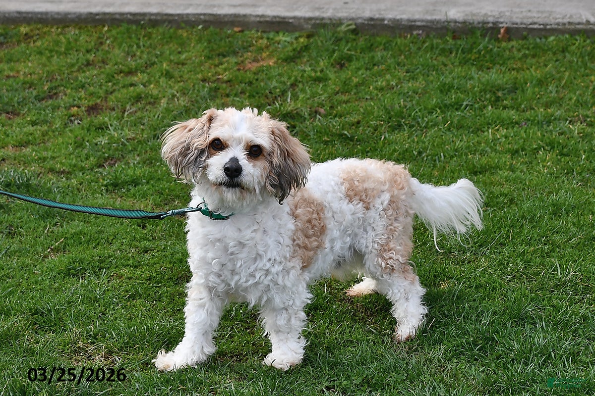 Cavachon dogs Mickey - Ad 1