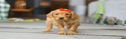 Golden Retriever dogs for sale: Cozy - Ad 4