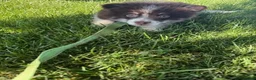 Pomsky dogs for sale: Batman - Ad 7