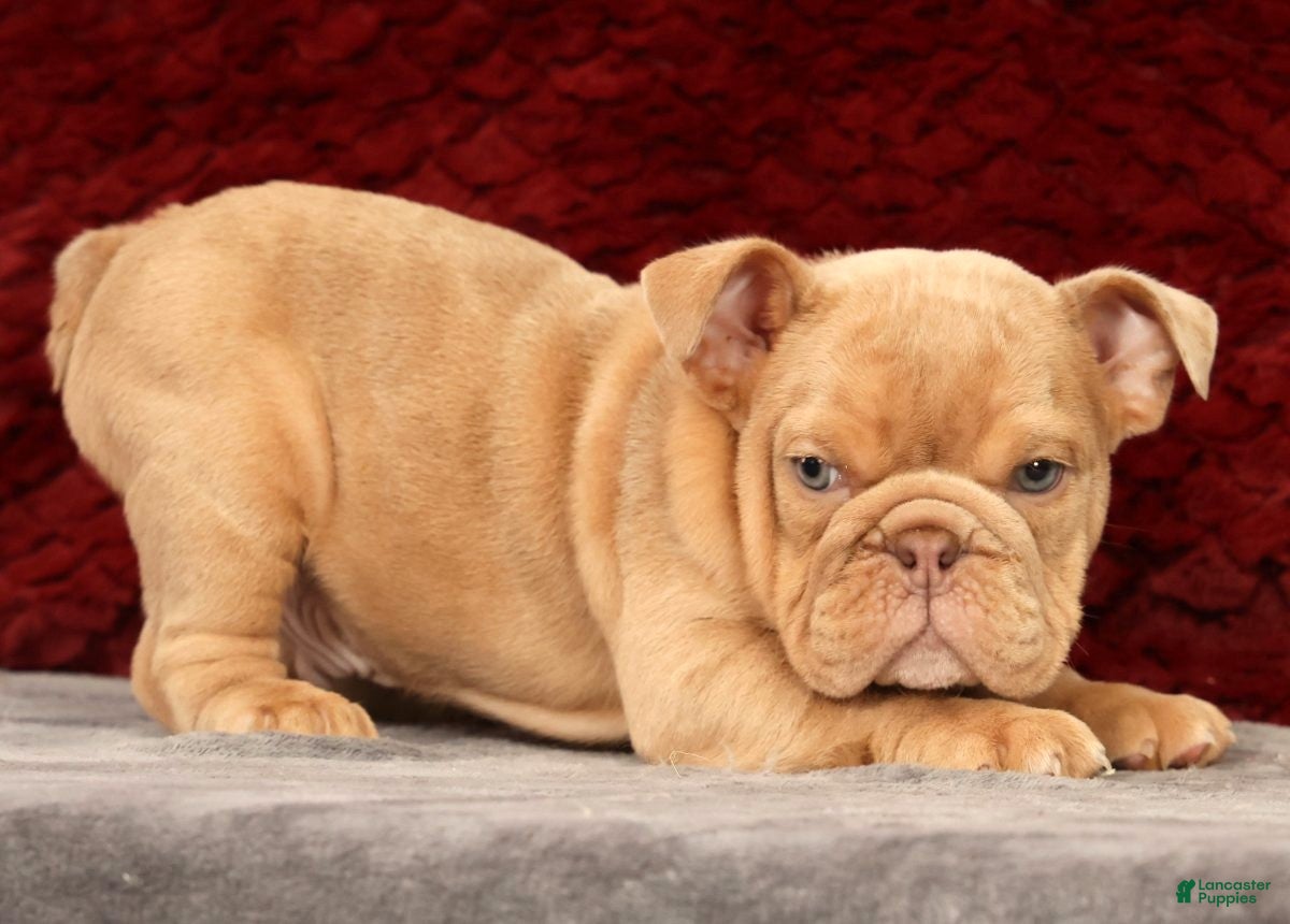 English Bulldog dogs for sale: Gus - Ad 10