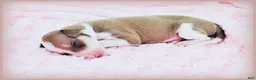 Italian Greyhound dogs for sale: Sunny - Ad 4
