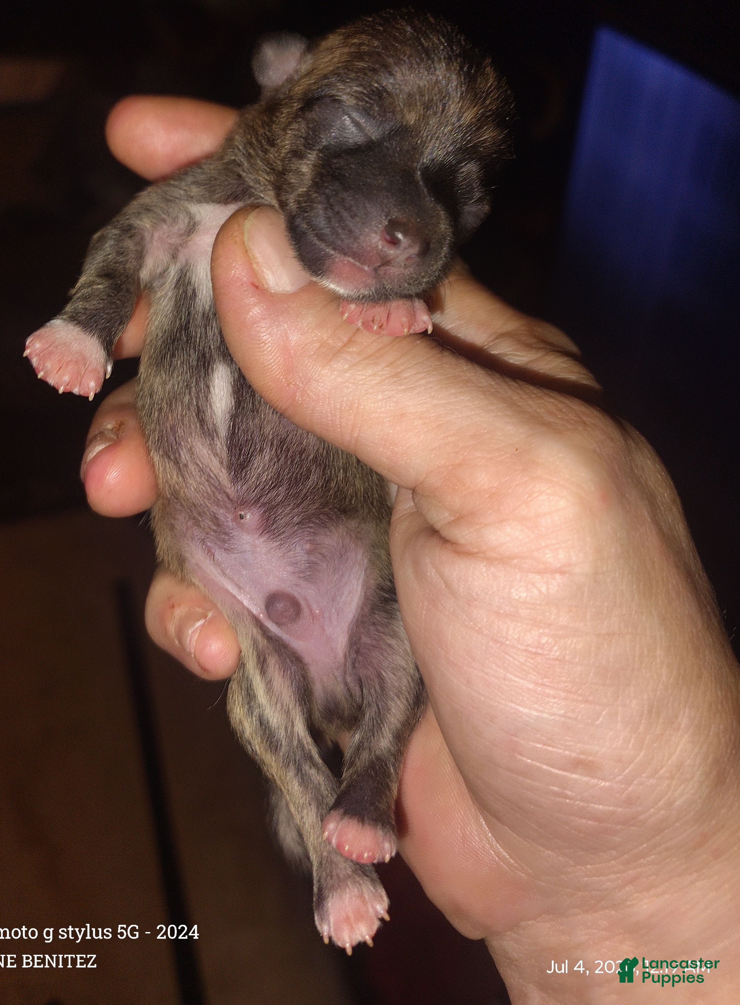 Chihuahua dogs for sale: Chihuahua 5 - Ad 2