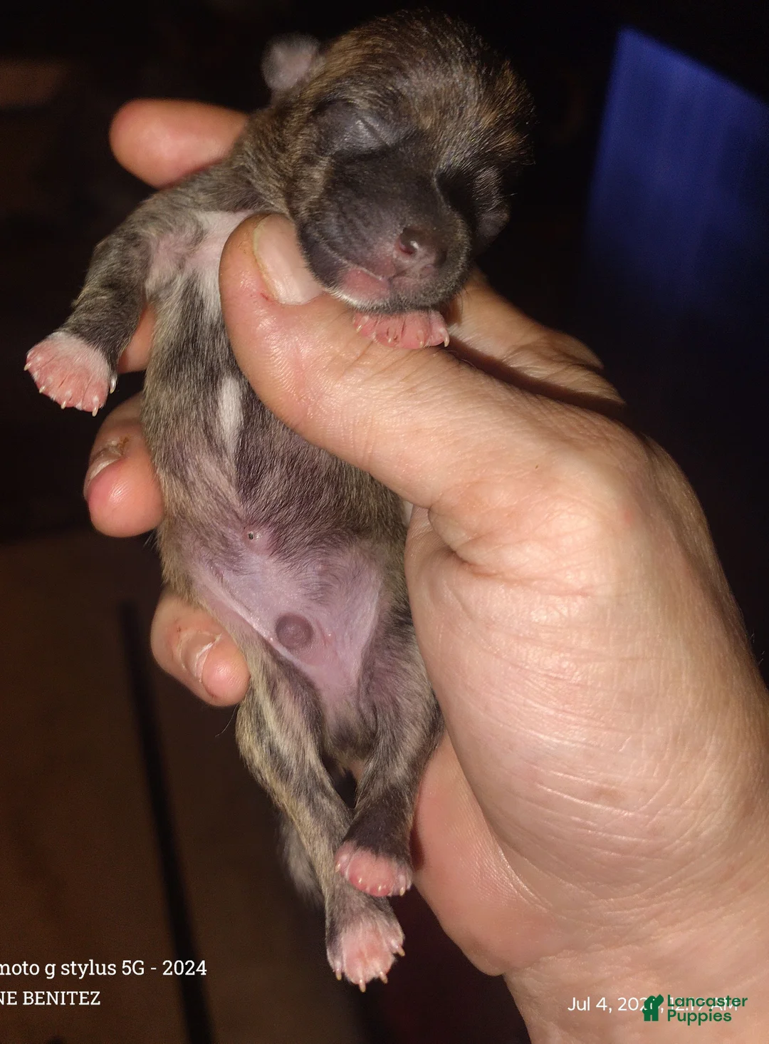 Chihuahua dogs for sale: Chihuahua 5 - Ad 1